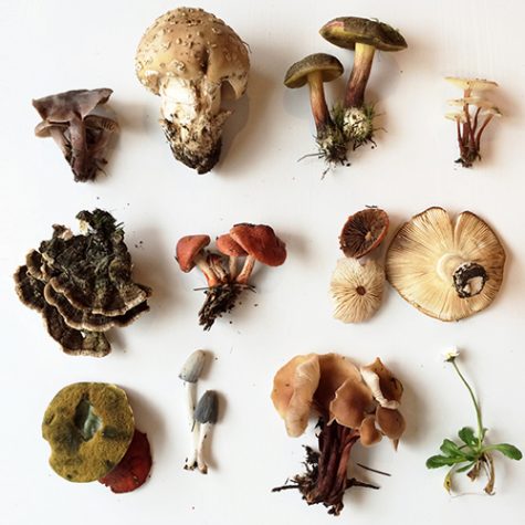 foraging foraging