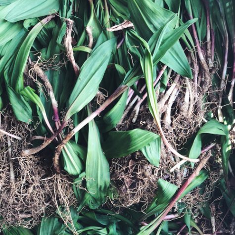 ramps ramps